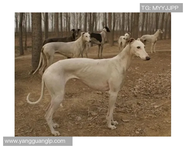 足球明星背后的秘密生活揭秘细狗是否真存在于他们的世界中